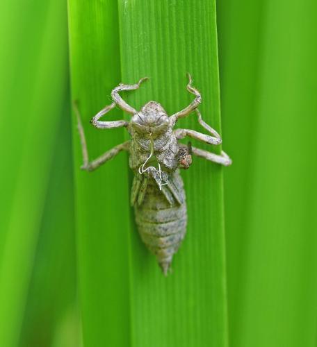 Orthetrum sp.